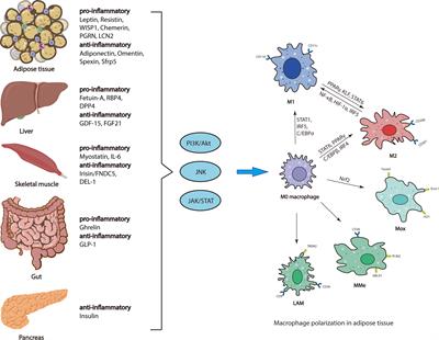 Regulatory mechanisms of macrophage polarization in adipose tissue